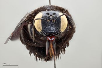 Media type: image;   Entomology 810618 Aspect: head frontal view